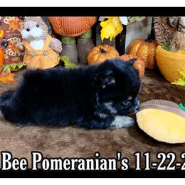 Pomeranian Puppies from Port Bee Pomeranian’s