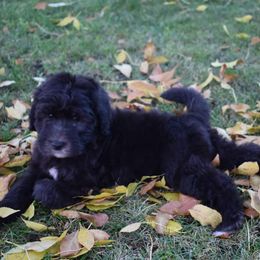 Dove - Black and white Bernedoodle puppy in Fargo, North Dakota from Belly Rubs