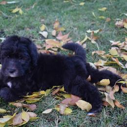 Dove - Black and white Bernedoodle puppy in Fargo, North Dakota from Belly Rubs