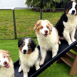 Miniature American Shepherd puppies from Lightning's Legacy