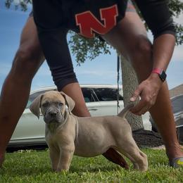 Betty - Gray and fawn Cane Corso puppy in Texas from Robinson Elite Corsos