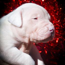 Abominable Snowman - White male Dogo Argentino puppy in San Diego, California from Debonair Dogos