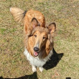 Bella - Collie
