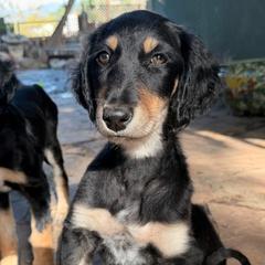 Shah - Orange Boy - Black and tan male Saluki puppy in Los Angeles, California from Srinagar Salukis