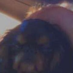 English Toy Spaniels from Kerry Betts' English Toy Spaniels