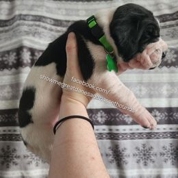 Green collar - Mantle male Great Dane puppy in Alton, Illinois from Show Me Great Danes and Basset Hounds