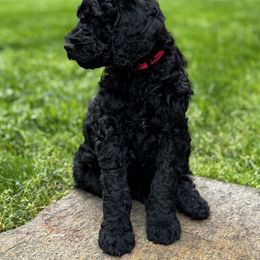 Goldendoodle Puppies from Table Rock Doodles