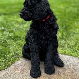 Goldendoodle Puppies from Table Rock Doodles
