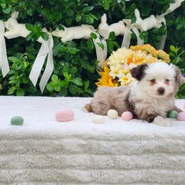 Flower - Red merle female Miniature Australian Shepherd puppy in Gainesboro, Tennessee from Family Tradition