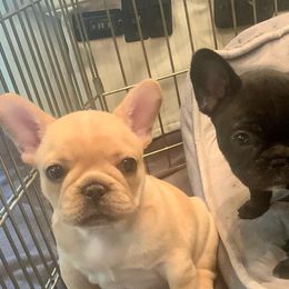 Bulldogs and French Bulldogs from Heritage Purebred