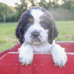 Chester - Black white and tan male English Springer Spaniel puppy in Winchester, Kentucky from Hidden Springs Farm