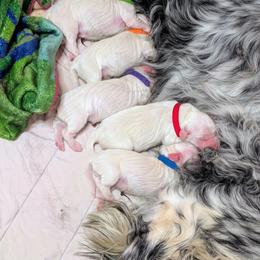 Chardonnay - White male English Setter puppy in Indianapolis, Indiana from Urban Uplander English Setters