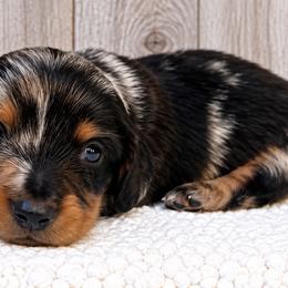 Patrick - Black and tan male Dachshund puppy in Warm Springs, Arkansas from Seven Hills Arkansas