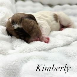 Kimberly - Parti female Goldendoodle puppy in Arizona from Coats of Many Colors LLC