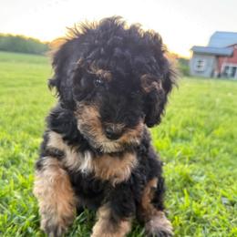 Aspen - Tri-color female Bernedoodle puppy in Copenhagen, New York from Moser’s Mapleridge Farm