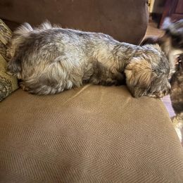 Maddie - Liver female Miniature Schnauzer puppy in Aurora, Missouri from Crazy 'Bout Schnauzers