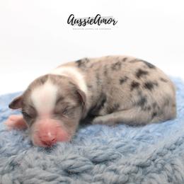 Bi Blue Merle 5 - Blue merle male Miniature Australian Shepherd puppy in Pinehurst, Texas from Aussie Amor