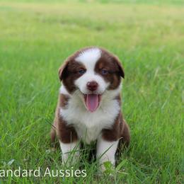Lucchese - Red tri-color female Australian Shepherd puppy in Stephenville, Texas from AW Standard Aussies