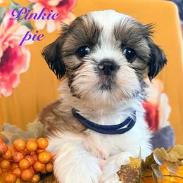 Pinkie pie - Black gold and white female Shih Tzu puppy in Hemet, California from Aloha Shih Tzu