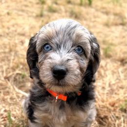 Fiesta - Blue merle female Aussiedoodle puppy in Mulino, Oregon from Korbella Farm