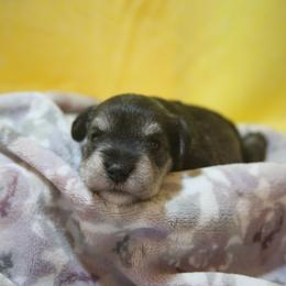 Burnett - Salt and pepper male Miniature Schnauzer puppy in San Bernardino, California from Rose Lane Schnauzers