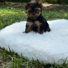 Tiny Gucci - Black and gold male Yorkshire Terrier puppy in North Naples, Florida from Moon Ranch Puppies