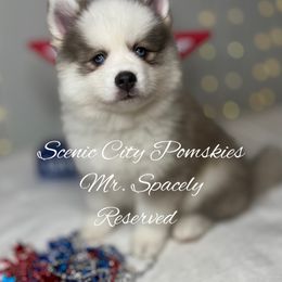 Mr. Spacely - Blue male Pomsky puppy in Rossville, Georgia from Scenic City Pomskies