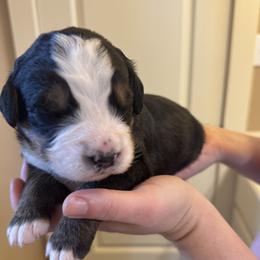 Girl 4 - female Bernese Mountain Dog puppy in Waco, Texas from Van Amburgh Family Farm - Bernese Mountain Dogs