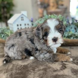 Rocket - Blue merle male Bernedoodle puppy in Ramona, California from Oak Knoll Doodles
