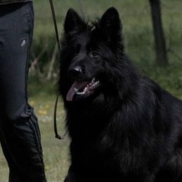 German Shepherds from German shepherd