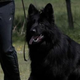 German Shepherds from German shepherd
