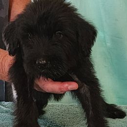 Boy 3 - male Giant Schnauzer puppy in Kokomo, Indiana from Tailwind Giant Schnauzers