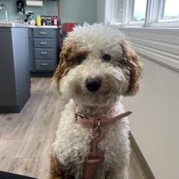 Poodle All Grown Up from Damaris Lengacher