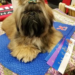 Shih Tzu All Grown Up from Carla Johnson