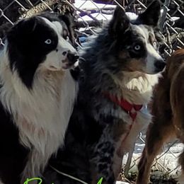 Miniature American Shepherds, Miniature Australian Shepherds, and Toy Australian Shepherds from Rodeo Aussies
