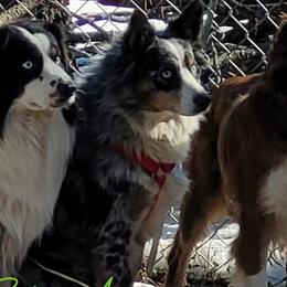 Miniature American Shepherds, Miniature Australian Shepherds, and Toy Australian Shepherds from Rodeo Aussies