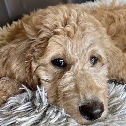 Goldendoodles from Tn Blessings Goldens and Doodles