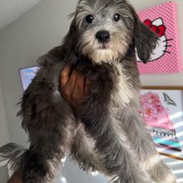 David - Gray male Yorkipoo puppy in Atlanta, Georgia from YorkShih Pup & Co