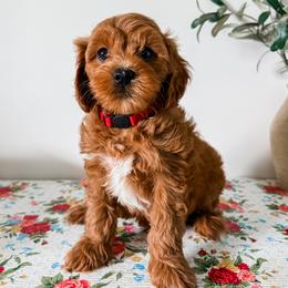 Meatball - Red male Cavapoo puppy in San Antonio, Texas from Cariad Doodles