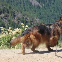 Mirabelle - German Shepherd
