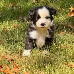 Willie - Black tri-color male Australian Shepherd puppy in Hogansville, Georgia from Blue Creek Farm