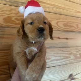 Blue Girl - Dark golden female Golden Retriever puppy in Hendersonville, North Carolina from Apple Country Retrievers