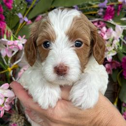 Bama - Parti female Goldendoodle puppy in Yuciapa, California from AlltheDoodlez_