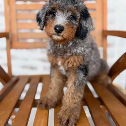 Bernedoodle and Irish Doodle Puppies from Boutique Bernedoodles & Co.