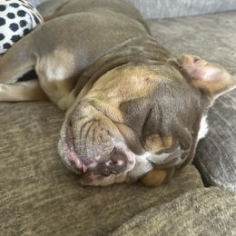 Bulldog Puppies from Triple Crown English Bulldogs