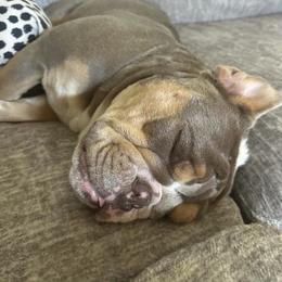 Bulldog Puppies from Triple Crown English Bulldogs