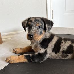 Sienna - Harlequin Beauceron puppy in Haslet, Texas from Wanderlust Beaucerons