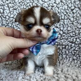 Valor - Chocolate and tan male Chihuahua puppy in Augusta, Georgia from Sophia Jade's Chi Brigade