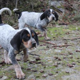 Bluetick Coonhound and Poodle Puppies from Dejah Bleu Kennels