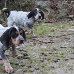 Bluetick Coonhound and Poodle Puppies from Dejah Bleu Kennels